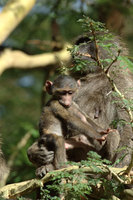 : Papio cynocephalus; Olive Baboon