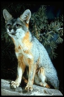 : Urocyon sp.; Gray Fox