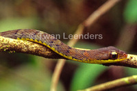 : Dendrophidion vinitor