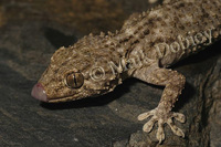 : Tarentola mauritanica fascicularis; Moorish Gecko