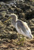 Ardeola grayii   Indian Pond Heron photo