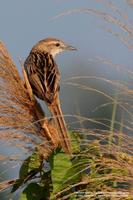 Striated Grassbird Scientific name - Megalurus palustris