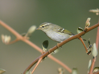 노랑눈썹솔새 Phylloscopus inornatus | yellow-browed warbler