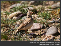 Galerida cristata Crested Lark 鳳頭百靈 113-071