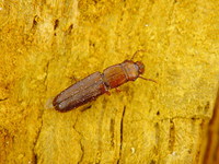 Prostomis mandibularis