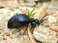 Meloe violaceus - Violet Oil Beetle