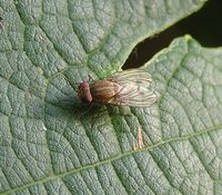 Minettia czernyi