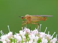 Empis livida - Dance fly