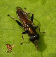Xylota segnis