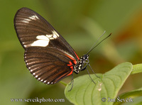 Heliconius doris