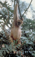 Southern muriqui (Brachyteles arachnoides)