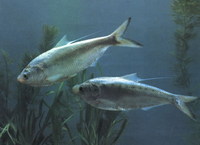 Clupanodon thrissa, Chinese gizzard shad: fisheries