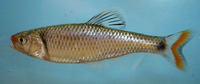 Cyprinella pyrrhomelas, Fieryblack shiner: