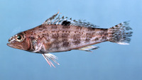 Centropristis philadelphica, Rock sea bass: