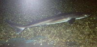 Mustelus mustelus, Smooth-hound: fisheries, gamefish