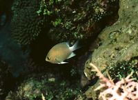 Chromis ovatiformis, Ovate chromis: