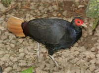 Malayan Crestless Fireback Lophura erythophthalma erythrophthalma