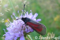 Zygaena purpuralis - Transparent Burnet