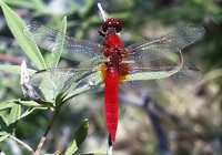 Crocothemis erythraea