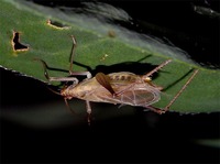 Oecanthus pellucens