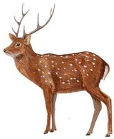 Image of: Cervus nippon (sika deer)