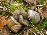 Helix pomatia - Roman Snail