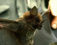 Image of: Phyllostomus hastatus (greater spear-nosed bat)