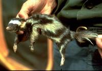 Image of: Spilogale pygmaea (pygmy spotted skunk)