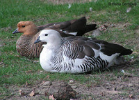 Chloephaga picta - Upland Goose