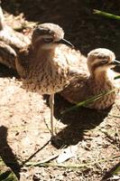 Burhinus grallarius - Bush Thick-knee