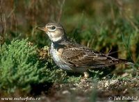 Melanocorypha calandra - Calandra Lark