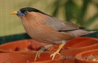 Temenuchus pagodarum - Brahminy Starling