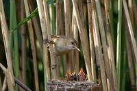 Acrocephalus scirpaceus - Eurasian Reed-Warbler