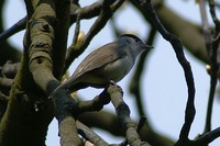 Sylvia atricapilla - Blackcap