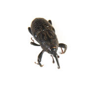 Image of: Curculionidae (snout beetles and weevils)