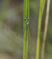 Image of: Lestes rectangularis