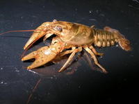 Image of: Orconectes propinquus (northern clearwater crayfish)