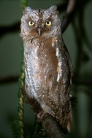 Otus scops - Scops Owl