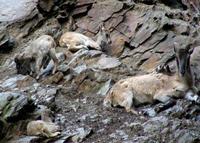 Hemitragus jemlahicus - Himalayan Tahr