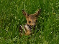 Capreolus capreolus capreolus