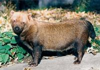 Speothos venaticus - Bush Dog