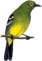 Image of: Aegithina viridissima (green iora)