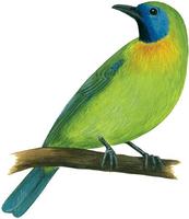 Image of: Chloropsis venusta (blue-masked leafbird)