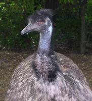 Image of: Dromaius novaehollandiae (emu)