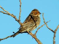 Image of: Emberiza pusilla (little bunting)