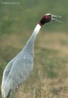 Image of: Grus antigone (Sarus crane)