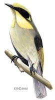 Image of: Lichenostomus melanops (yellow-tufted honeyeater)