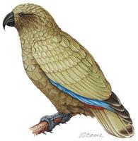 Image of: Nestor notabilis (kea)