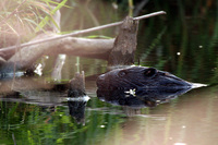 Castor fiber - Eurasian Beaver