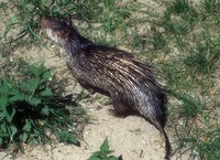 Atherurus africanus - African Brush-tailed Porcupine